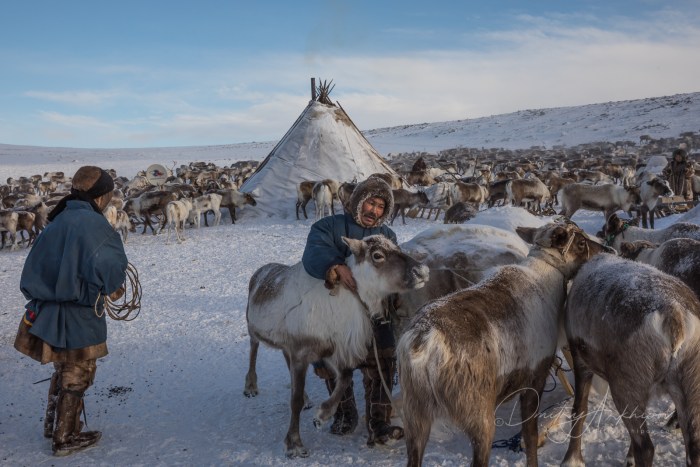 Documentary about reindeer herders