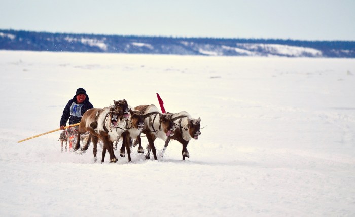 Retail of the reindeer herders of Russian