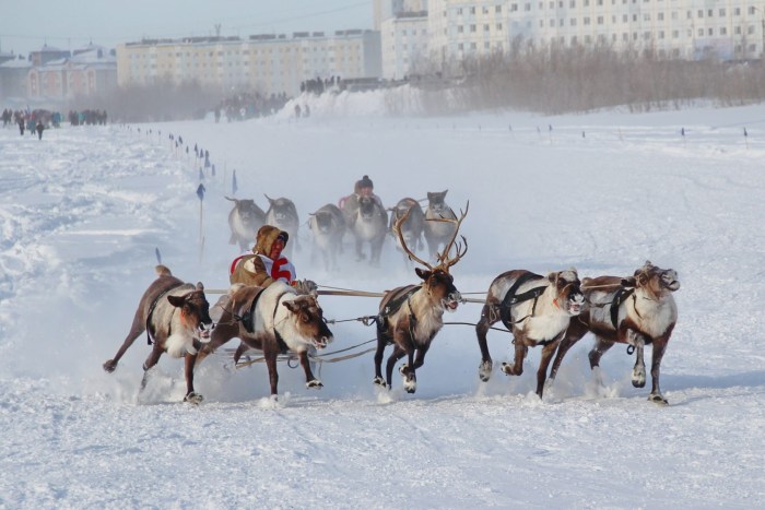 Taimyr Reserve Reindeer Hurry