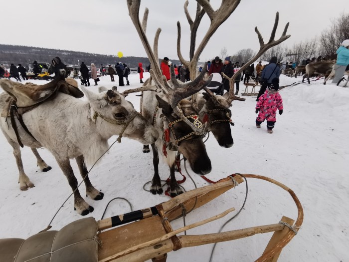 Reindeer herder skis