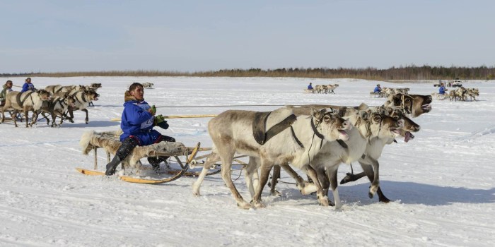 Reindeer husbandry in the tundra of Russia