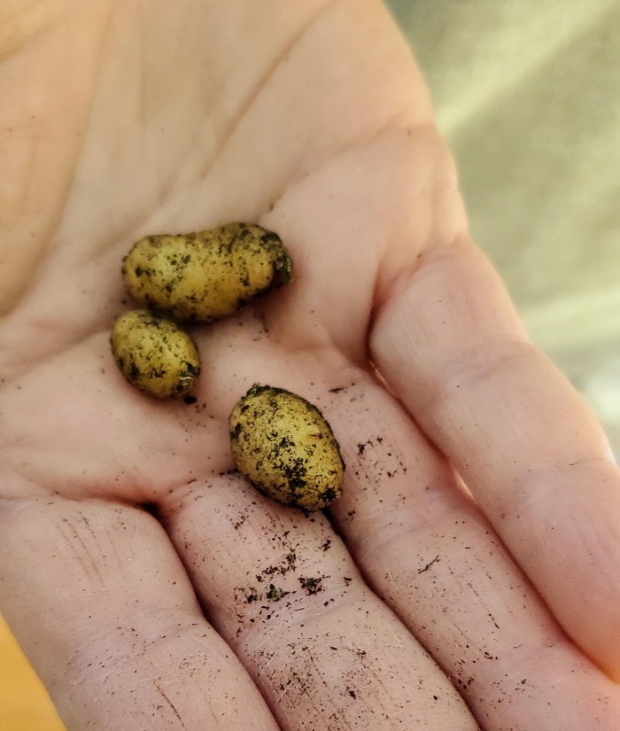 Free potatoes in a cat