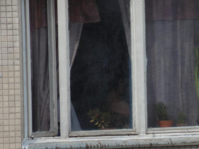 Blonde sits on the windowsill