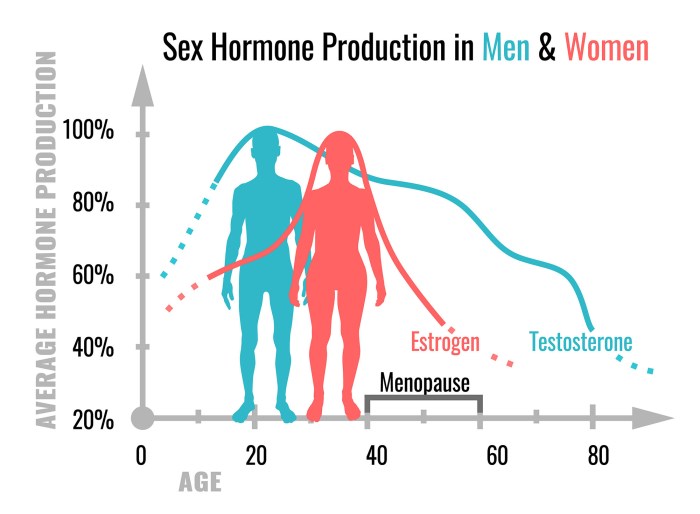Hormones of men and women schedule