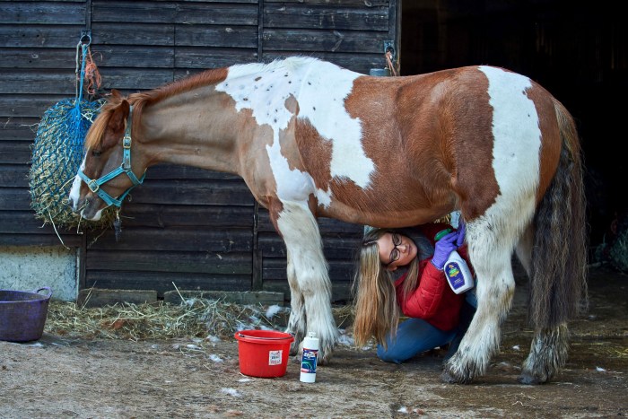 Horse dick
