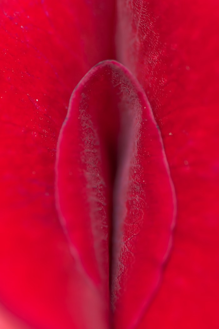 Orchid similar to female organs