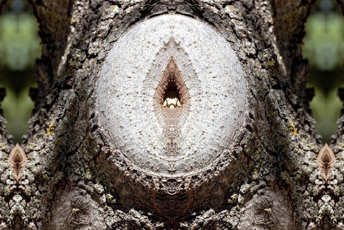 Britney Spears Camel Kopytz