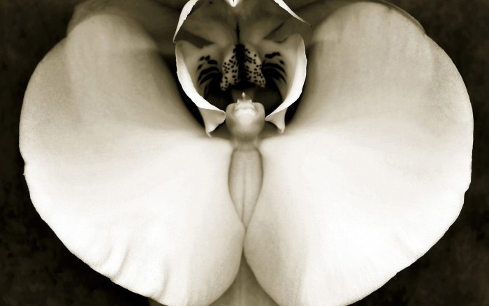 Beautiful vulva women