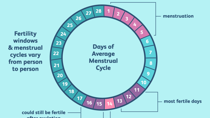 Menstrual cycle and fertility