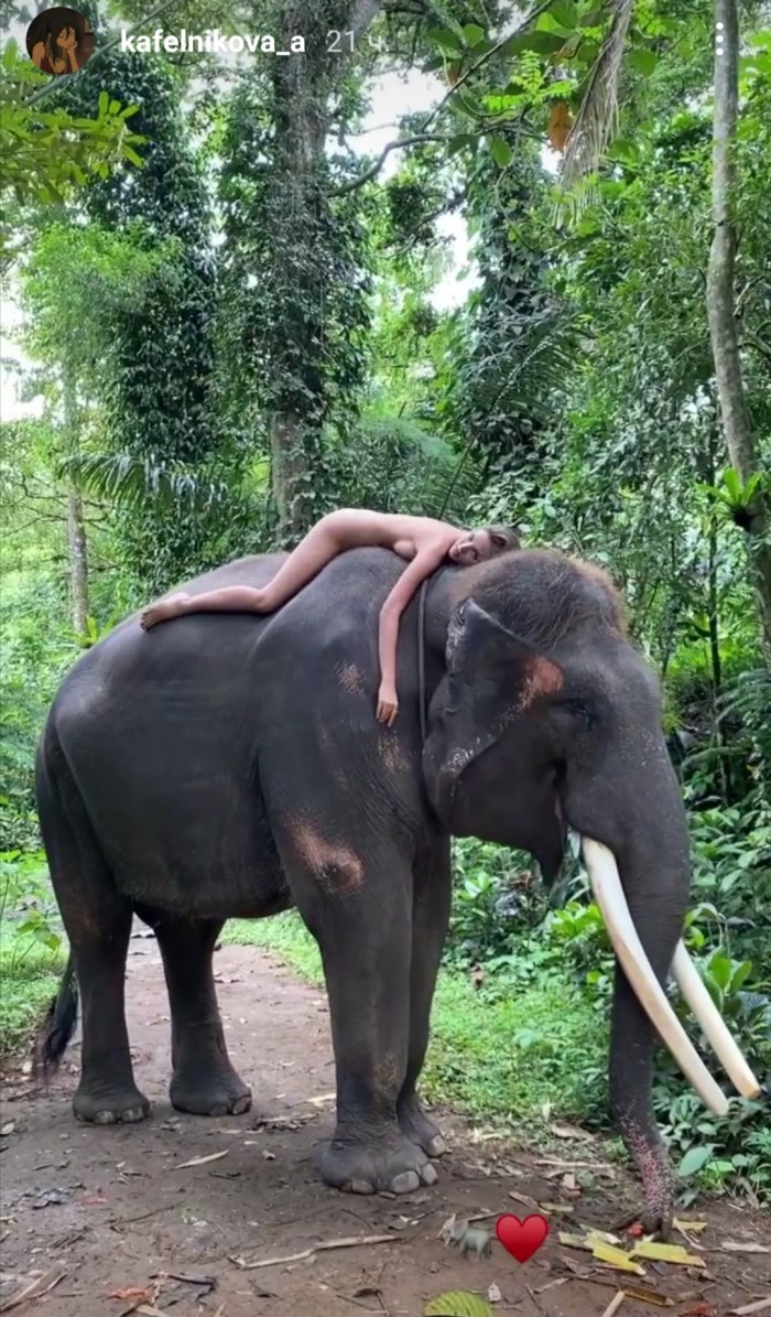 Kafelnikov on an elephant