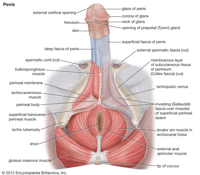Penis Size