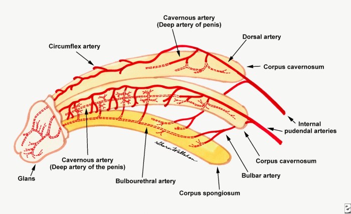 Drawing the genitals
