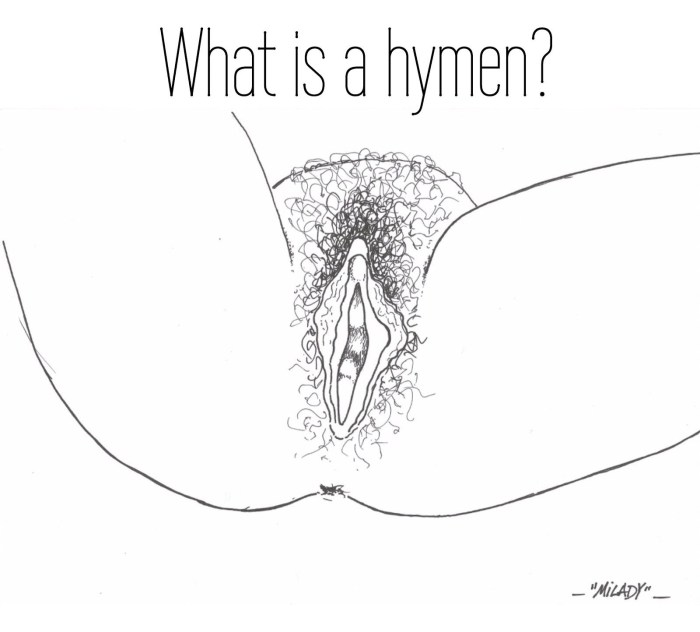 Anatomy of sexual intercourse