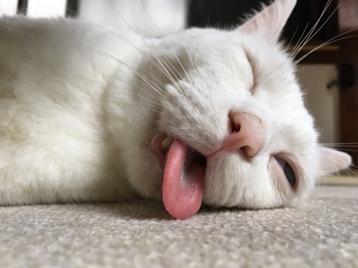The kitten is sleeping