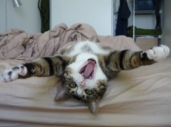 Sleeping cat cartoon