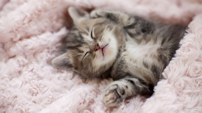 The mouse is sleeping
