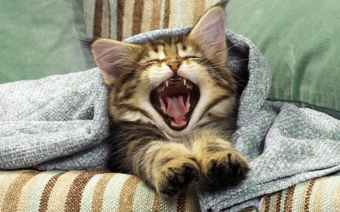 Sleepy cat