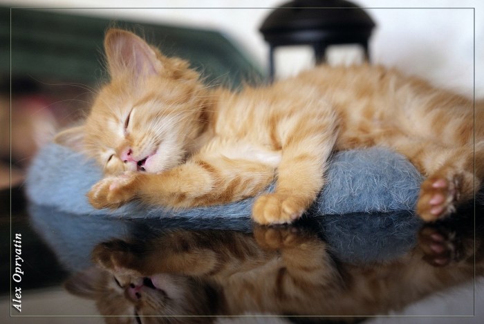 Good night cats and cats with inscriptions