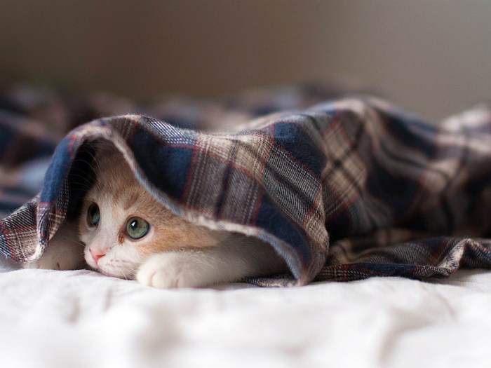Sleeping cats