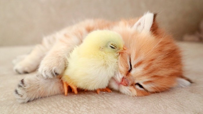 Sweet kittens and small rabbits