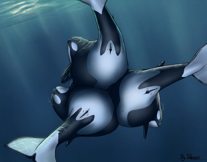 Hentai Furri Dolphins shark