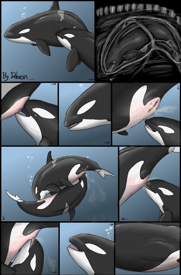 A man fucks with a dolphin