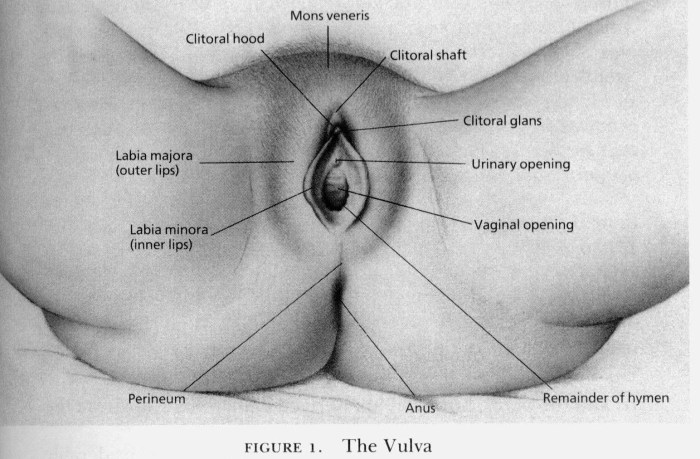 Women's anal piercing