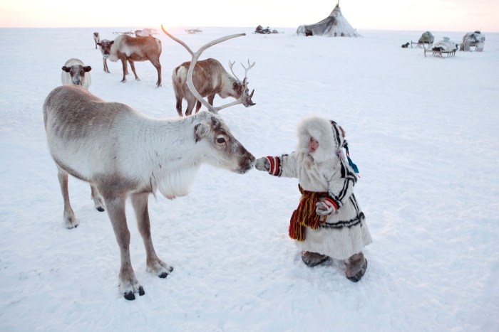 Northern deer tundra is