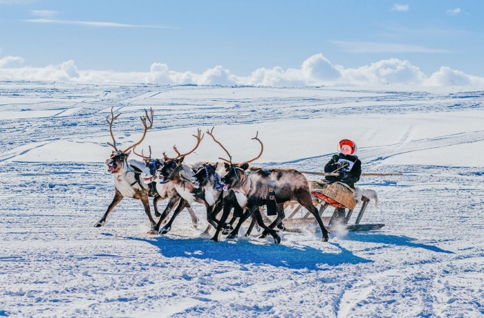 Deer team in the tundra
