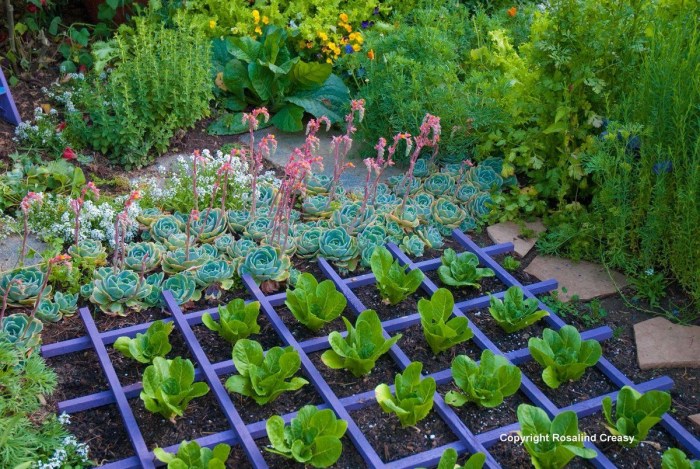Vegetable beds in the country