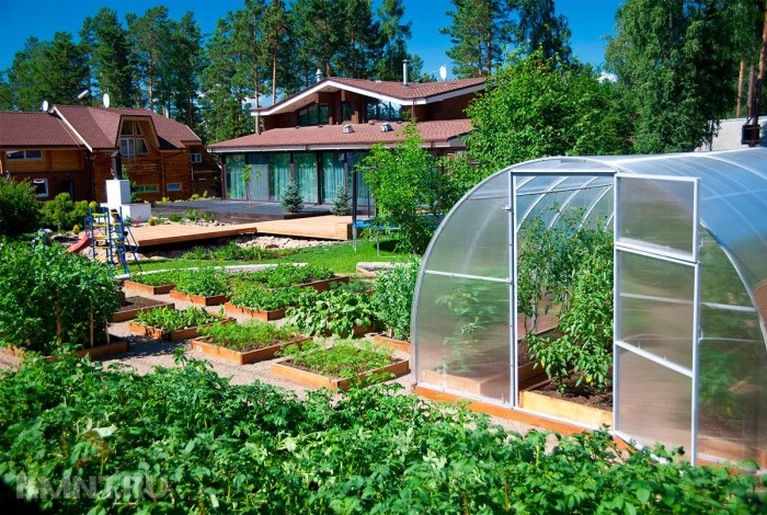 The greenhouse in the garden