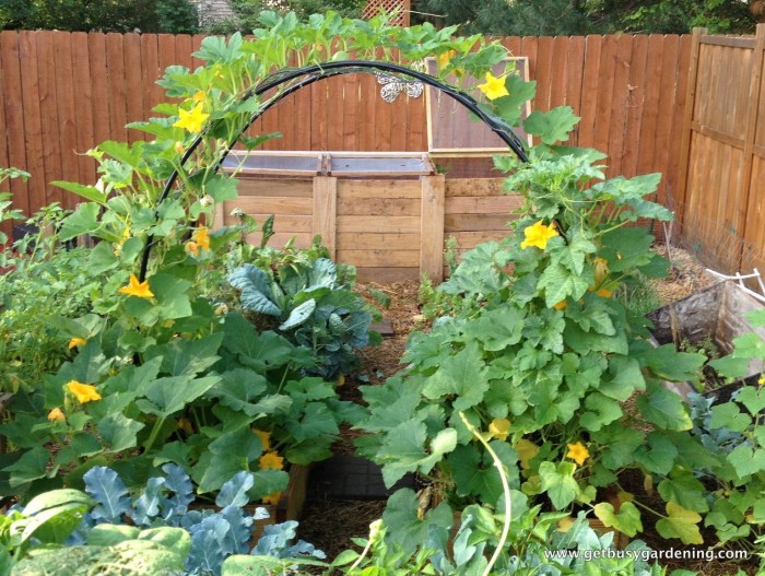 Cucumber bed in the country