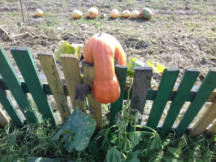 The garden is funny