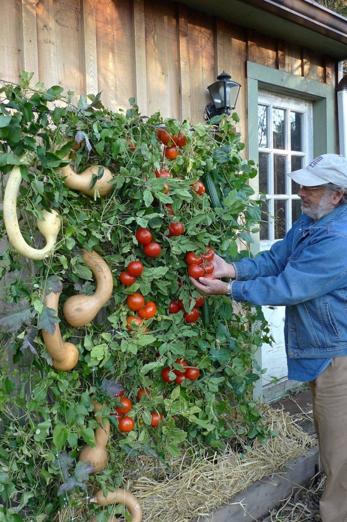 Vertical beds for tomato