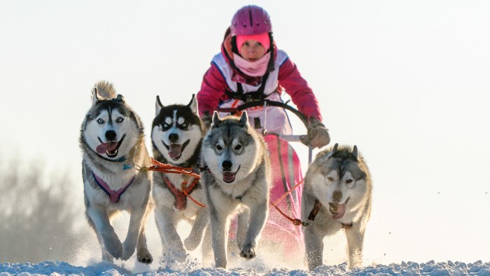 Dogs Husky