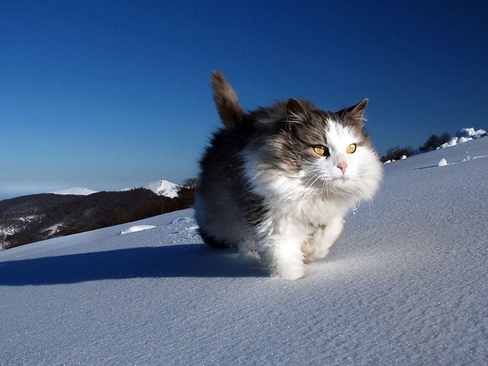 Alaskan snow cat