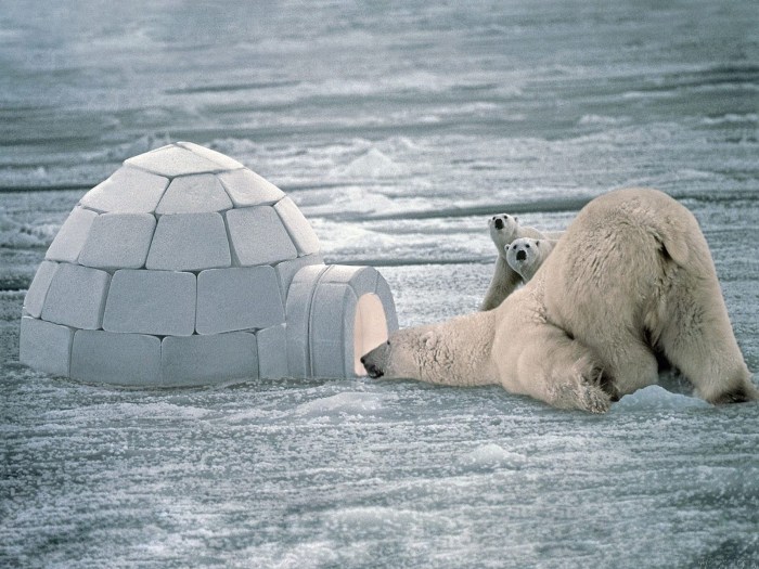 Cool white bear