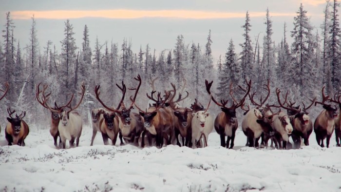 Deer with reindeer herders in the tundra