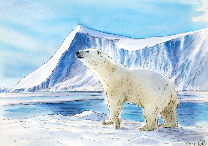 Drawing a white bear