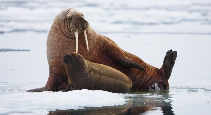 Morge in the Arctic