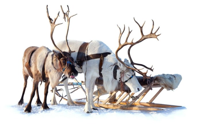 Deer buckles on the Belo Yon
