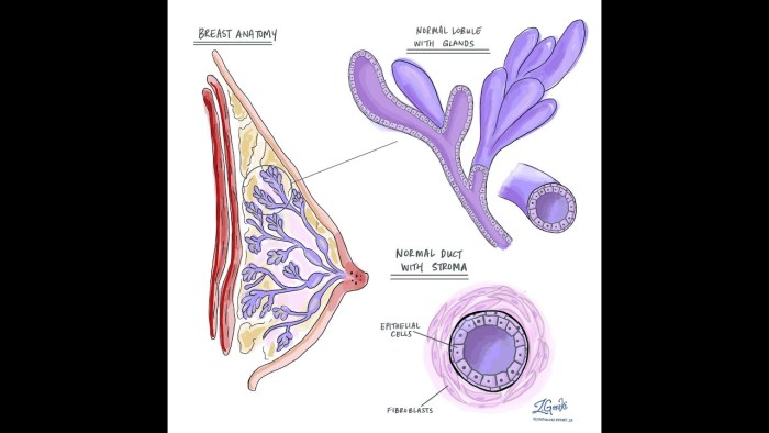 Breast anatomy in a teenager
