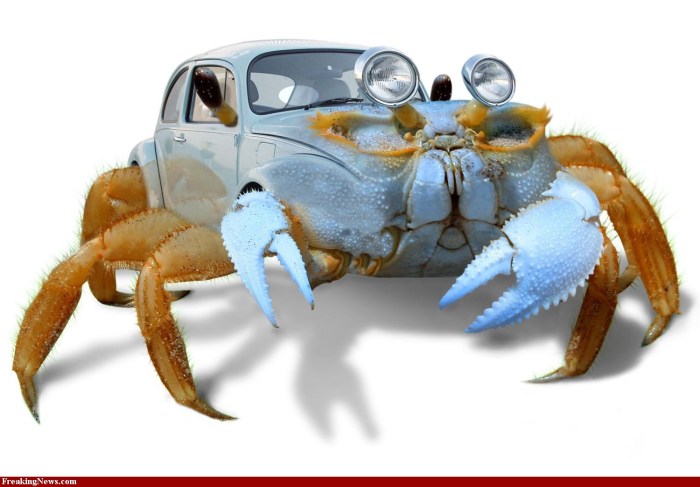 Where are Genshin Impact crabs