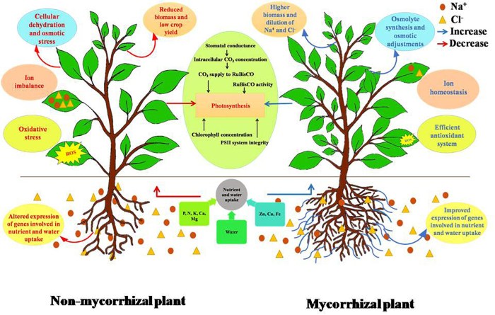 Stress of Plants