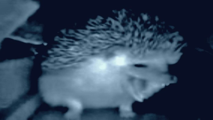 The hedgehog sneezes