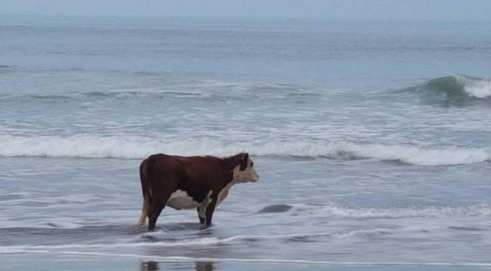 A cow near the sea