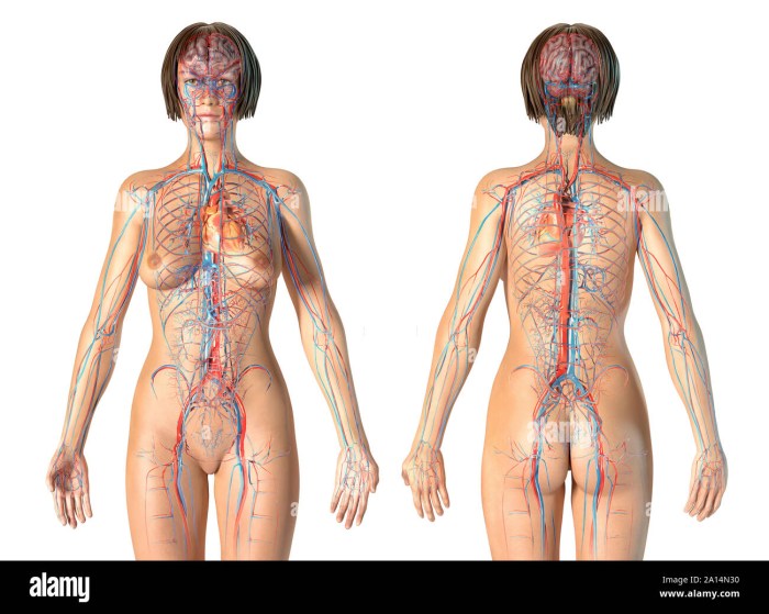 The body of a woman