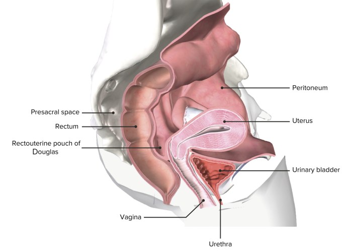 Vulva and vagina difference