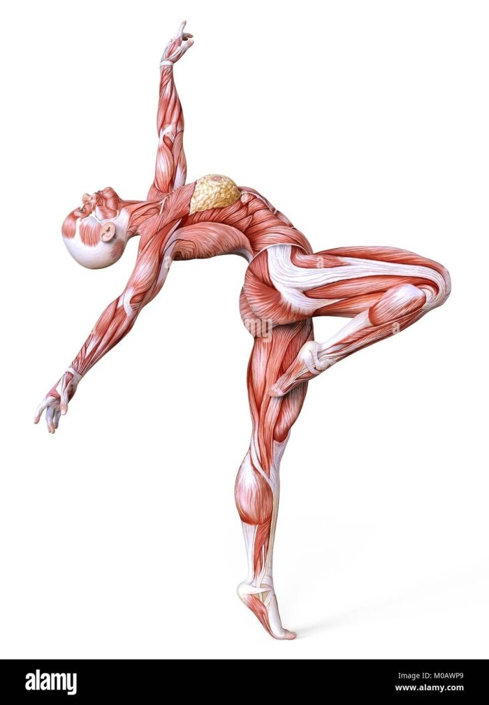 Muscle frame of the body