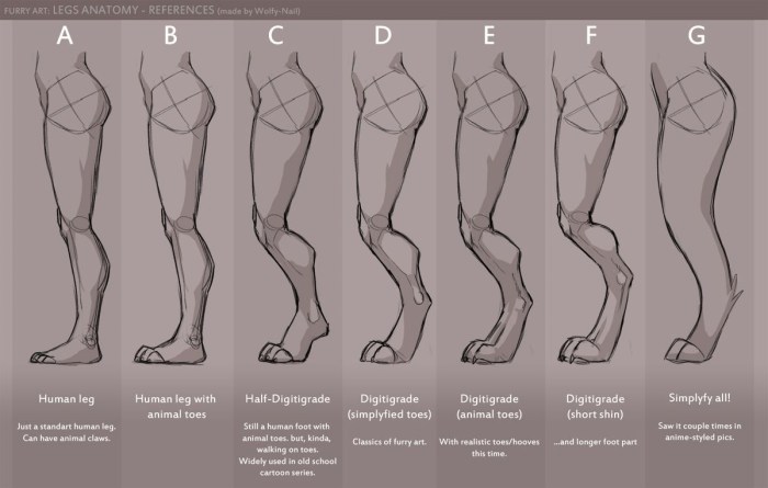 Anatomy of the hind legs of Furri